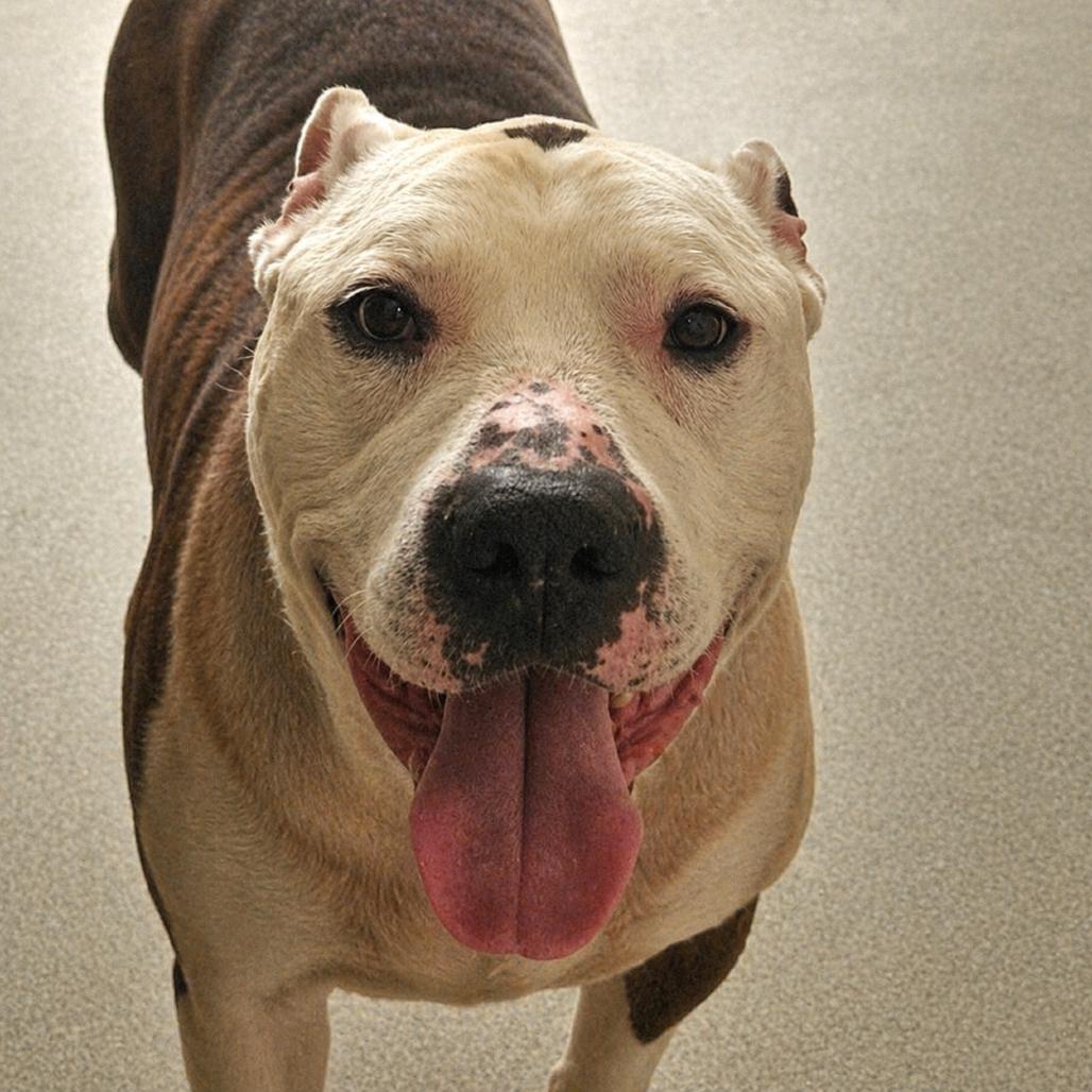 Brick, Adoptable, Senior Male Terrier.