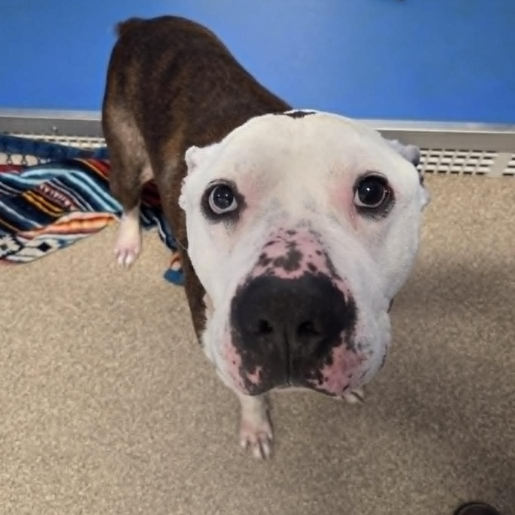 Enlarge Brick, a Adoptable Terrier in Ballston Spa, NY image 2/4