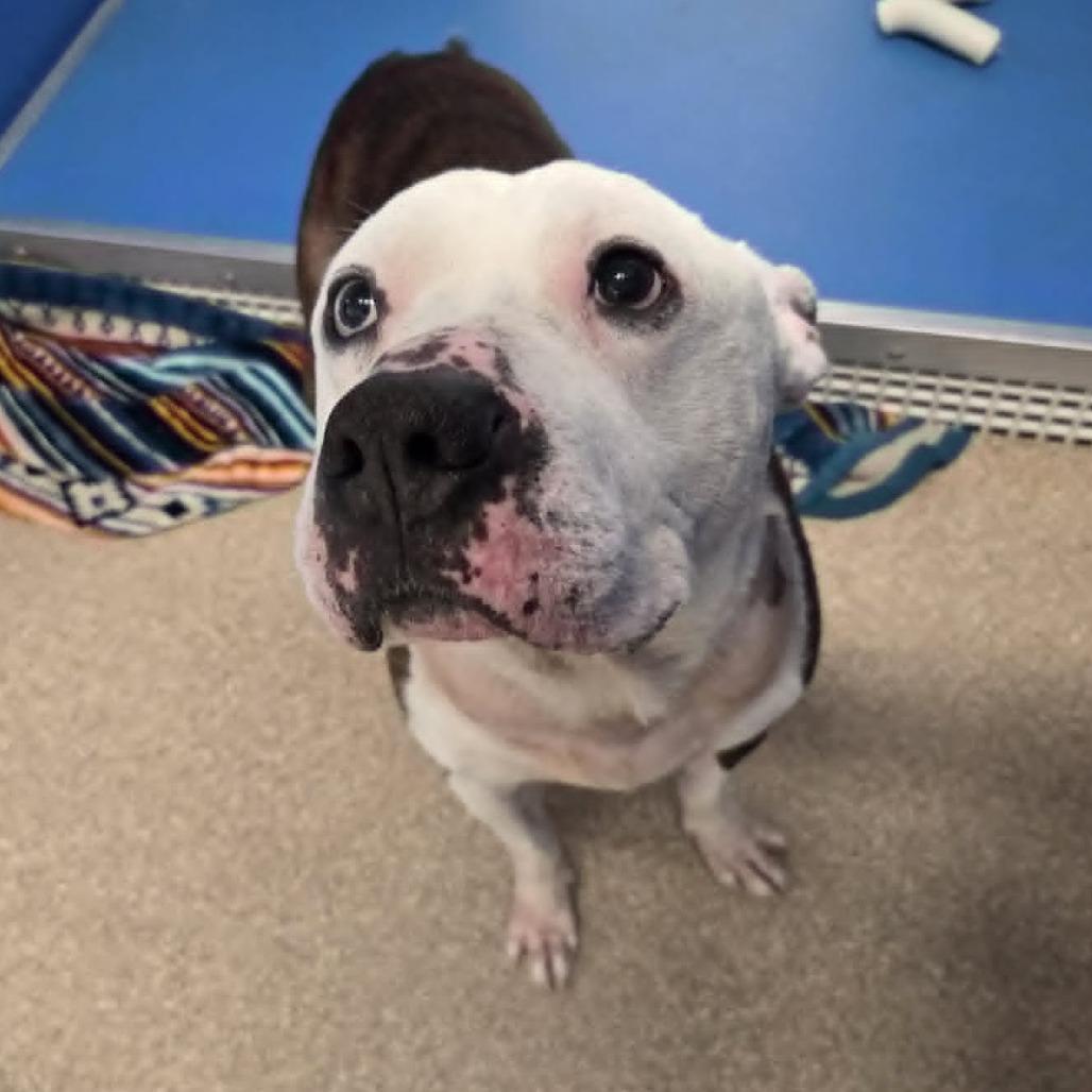Enlarge Brick, a Adoptable Terrier in Ballston Spa, NY image 3/4