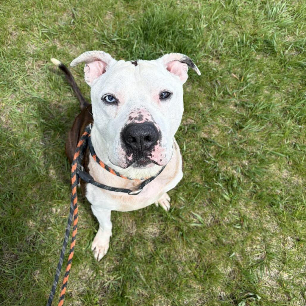 Brick, a Adoptable Terrier in Ballston Spa, NY image 3/4