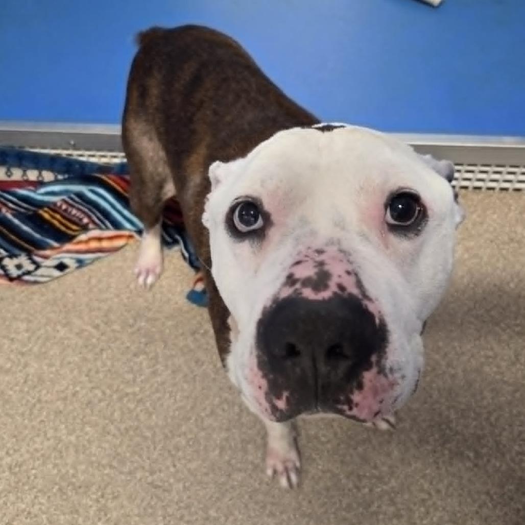 Enlarge Brick, a Adoptable Terrier in Ballston Spa, NY image 4/4
