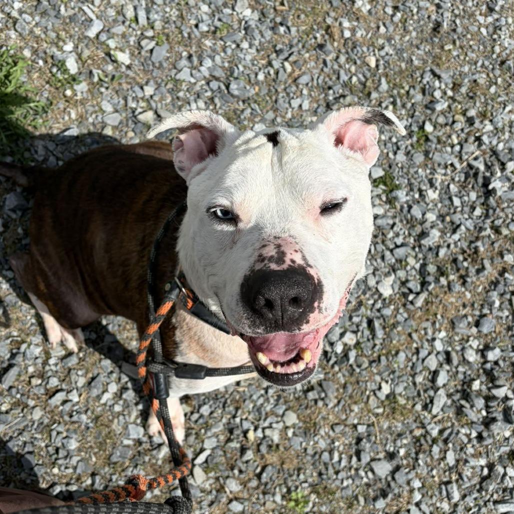 Brick, a Adoptable Terrier in Ballston Spa, NY image 4/4