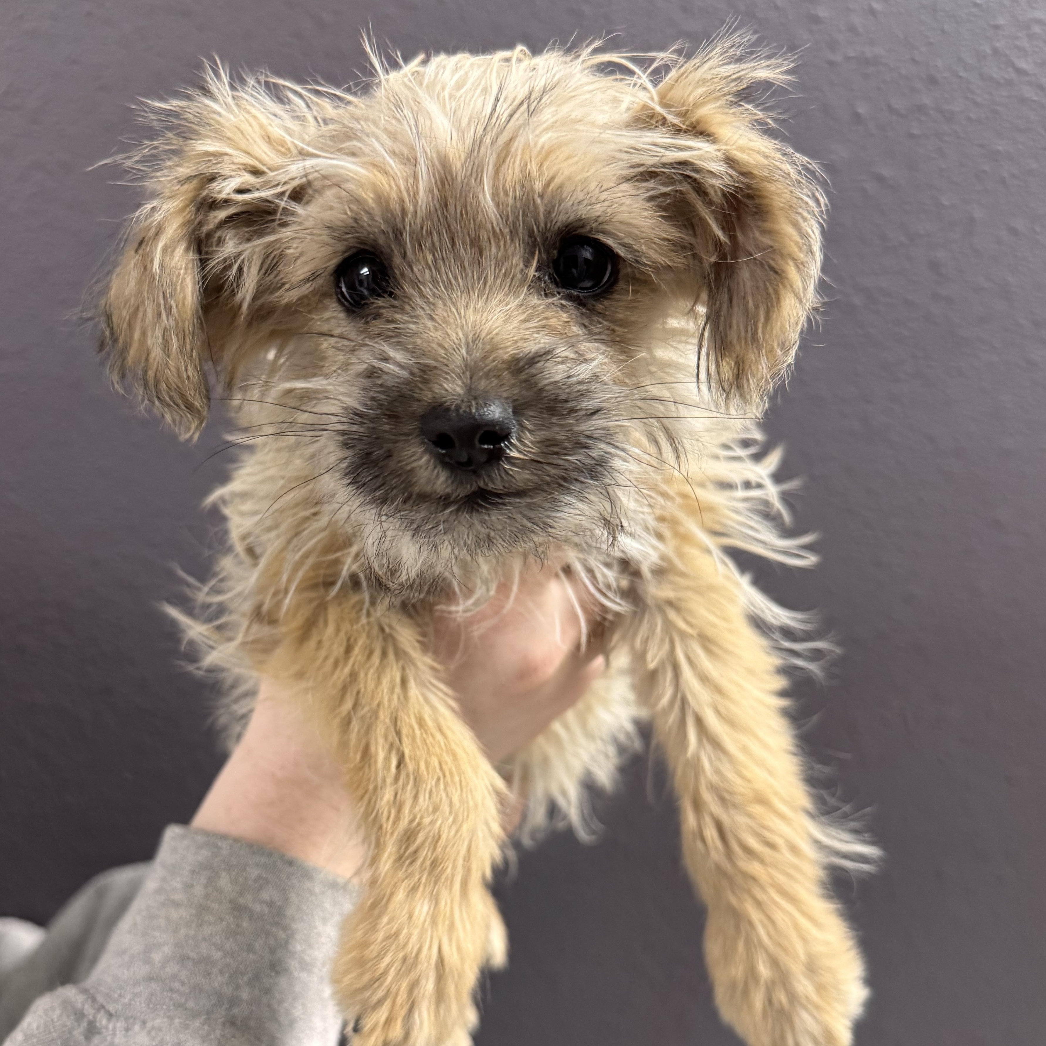 Enlarge Stocking , a ADOPTABLE mixed breed in Henderson, NV image 1/1