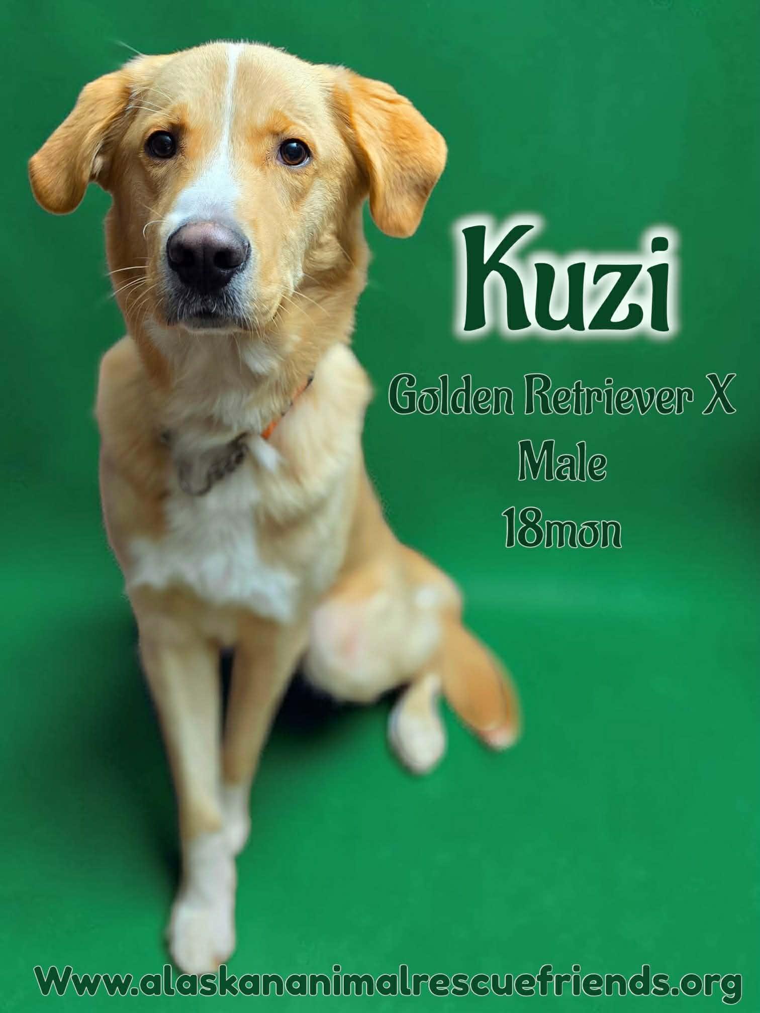 Kuzi, Adoptable, Adult Male Golden Retriever.