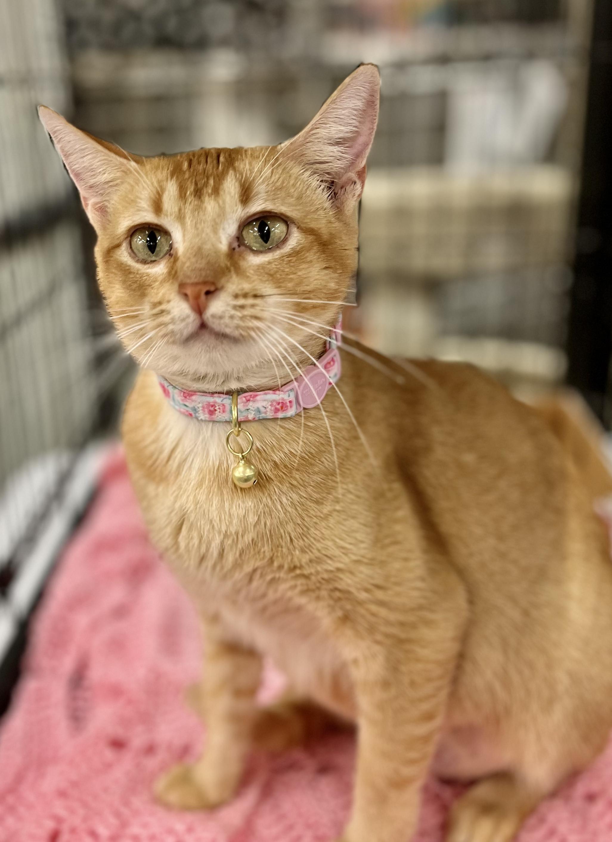 Ginger, Adoptable, Adult Female Domestic Short Hair.