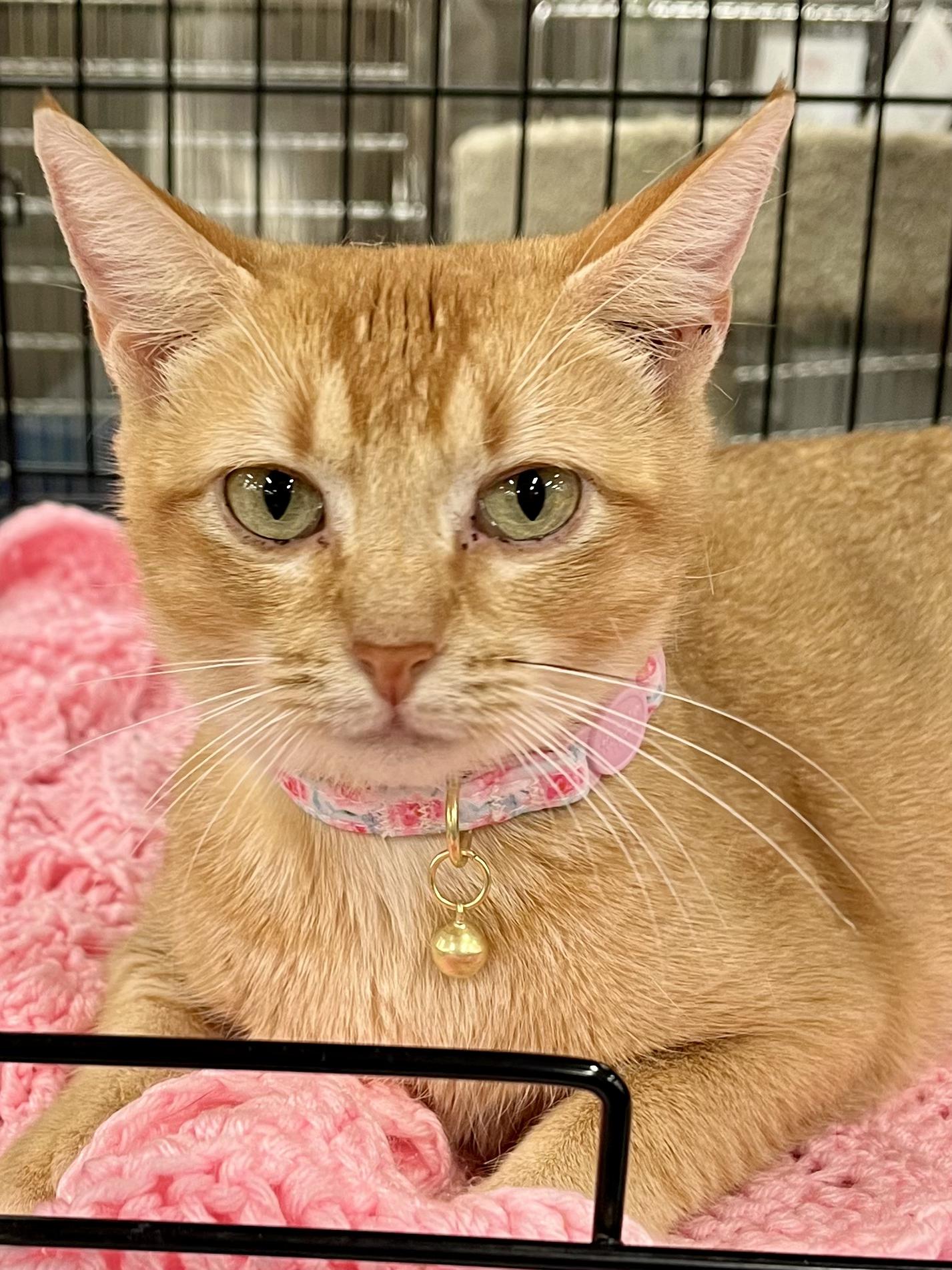 Ginger, adopted, Adult Female Domestic Short Hair.