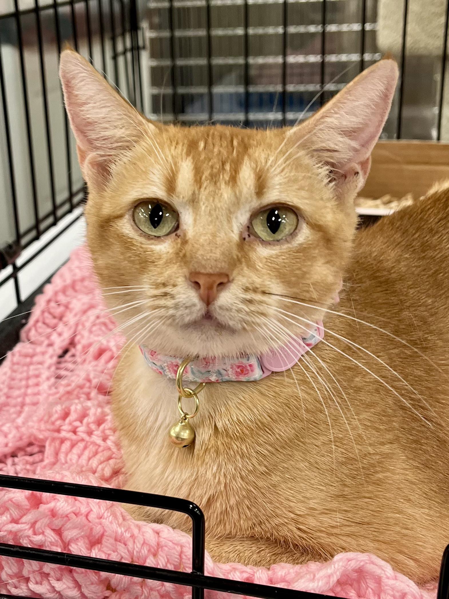 Enlarge Ginger, a Adoptable mixed breed in Snellville, GA image 5/5