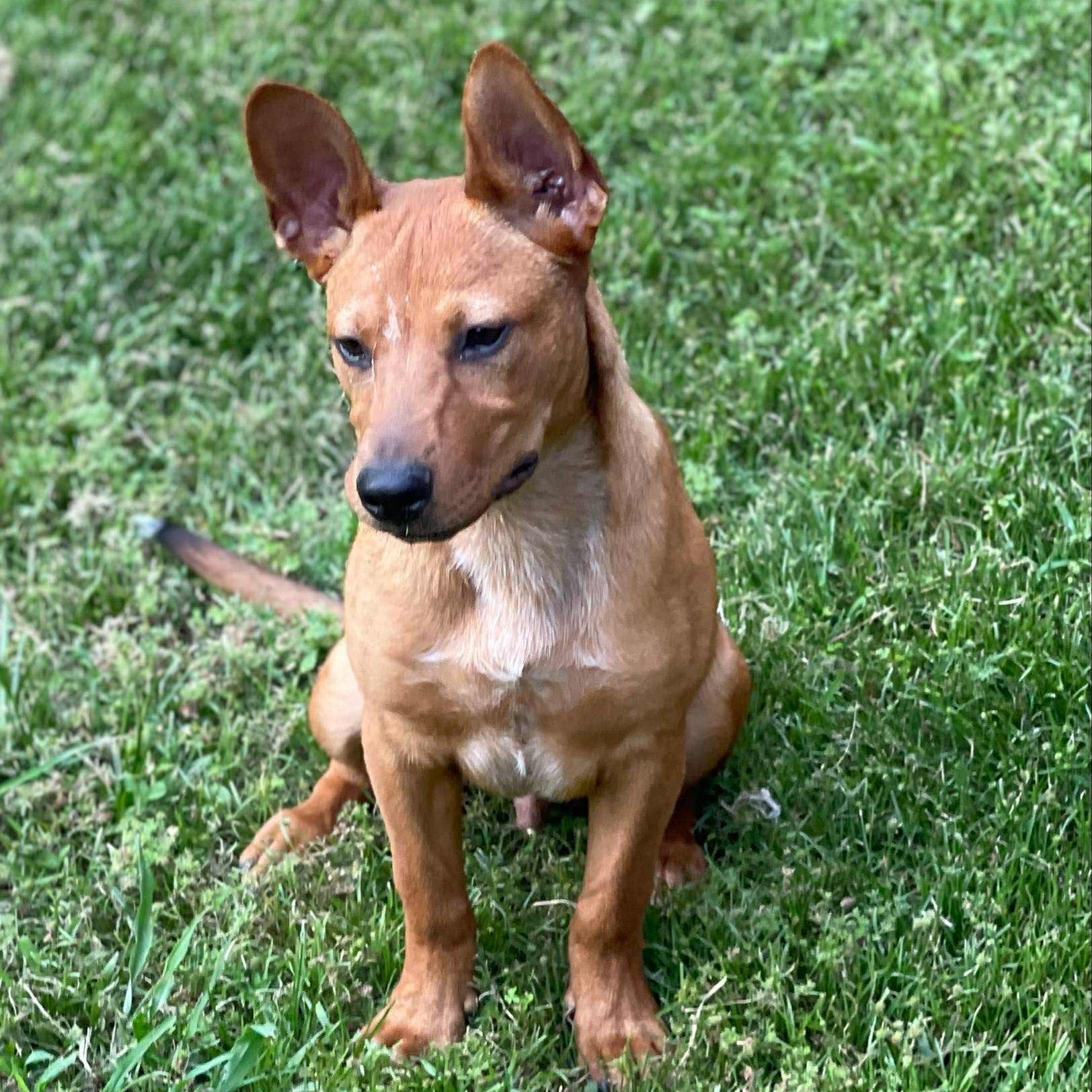 Hall, a Adoptable mixed breed in houston, TX image 6/6