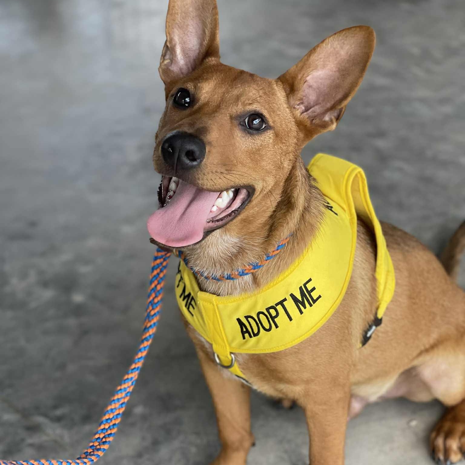 Hall, a Adoptable mixed breed in houston, TX image 1/6