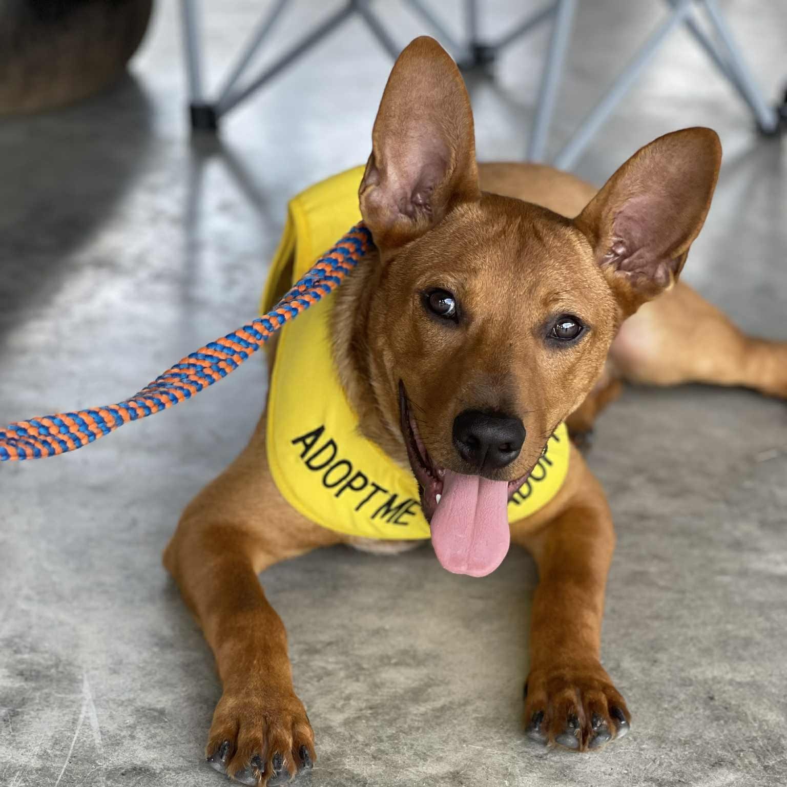 Hall, a Adoptable mixed breed in houston, TX image 3/6