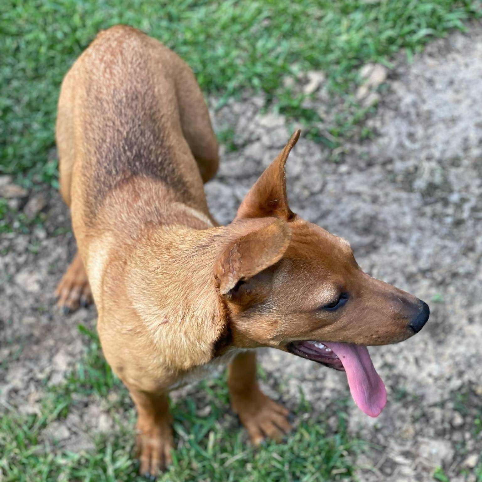 Hall, a Adoptable mixed breed in houston, TX image 4/6