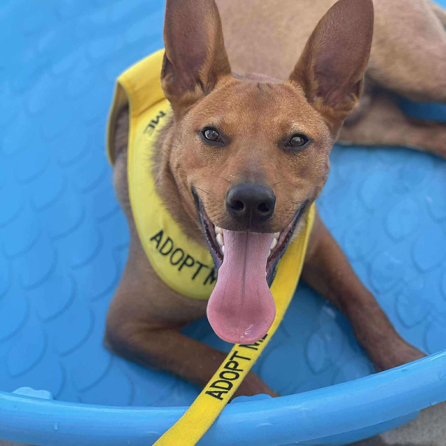 Hall, a Adoptable mixed breed in houston, TX image 2/6