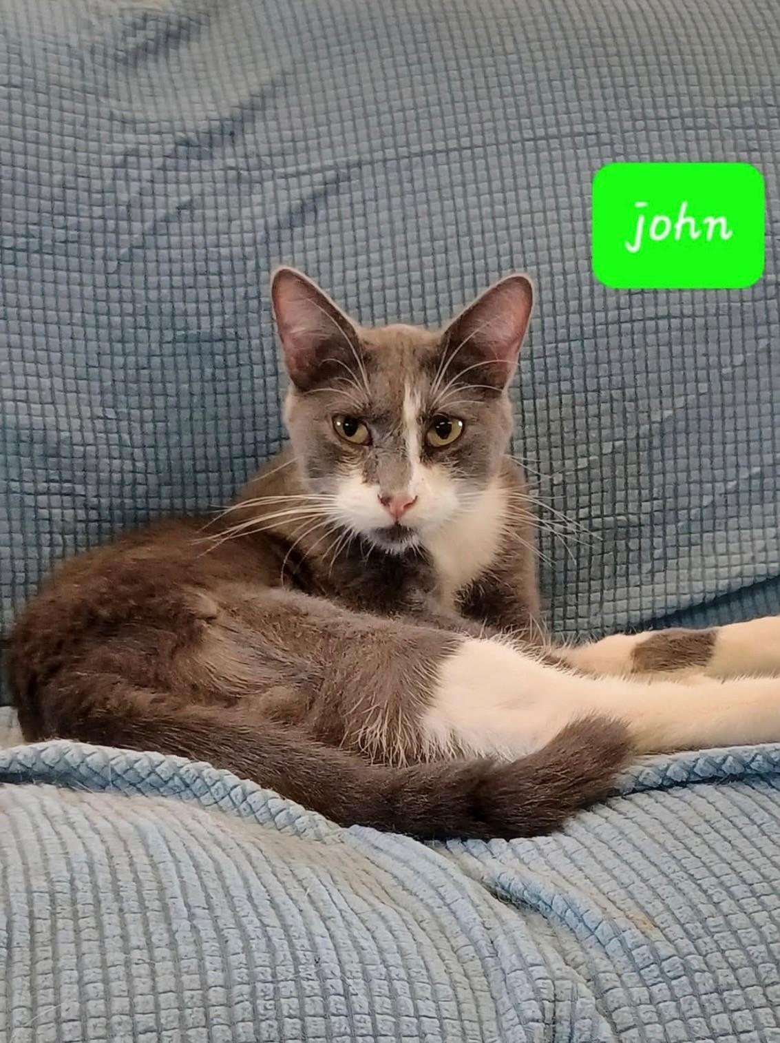 John, Adoptable, Young Male Domestic Short Hair.