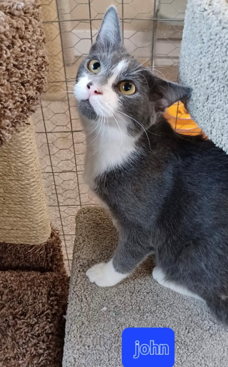 Enlarge John, a Adoptable Domestic Short Hair in Walworth, WI image 1/1