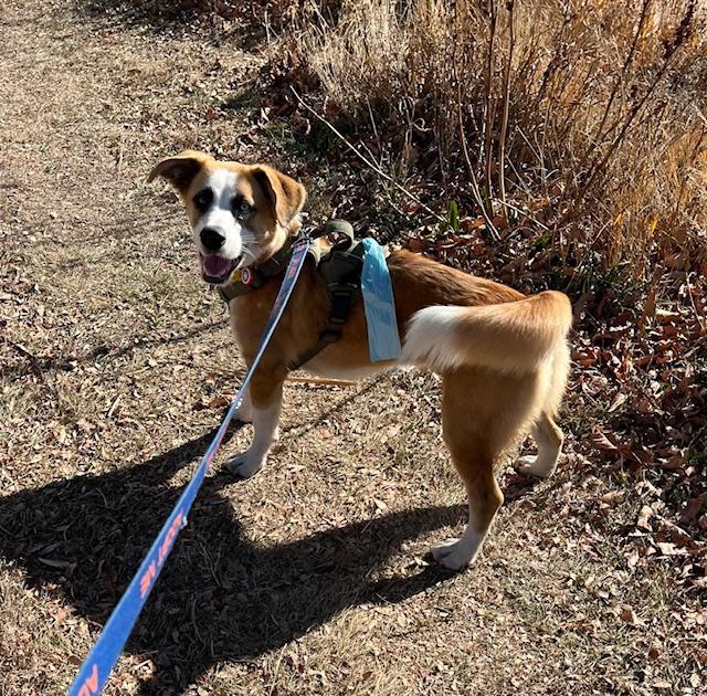 Buddy, Adoptable, Young Male Basset Hound.