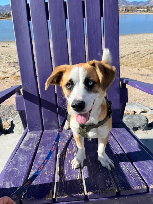 Enlarge Buddy, a Adoptable mixed breed in Littleton, CO image 2/3