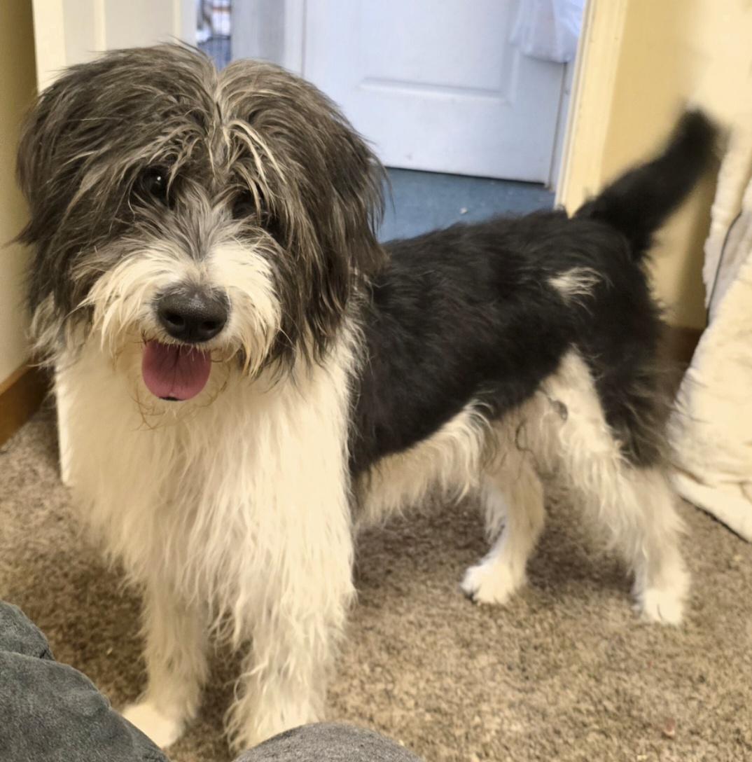 Enlarge Wednesday , a ADOPTABLE mixed breed in LaGrange, IN image 5/6