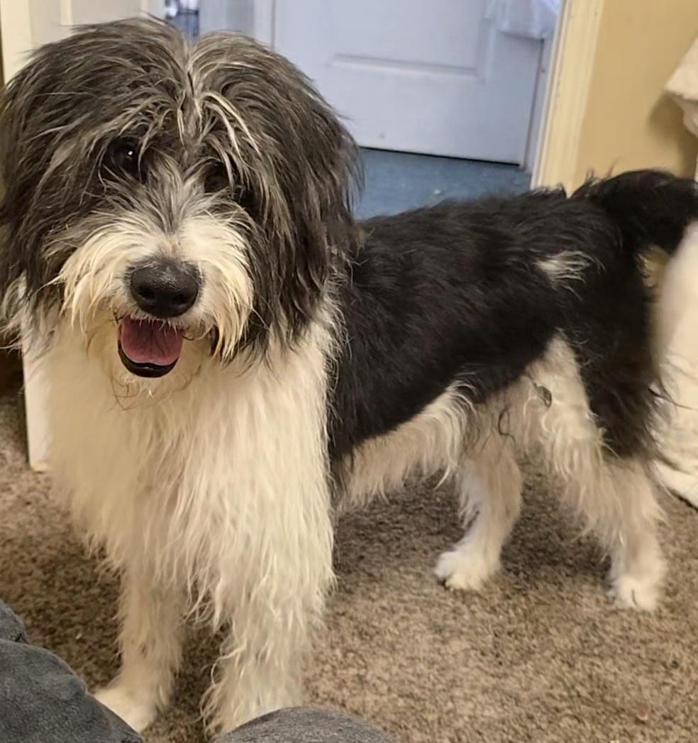 Enlarge Wednesday , a ADOPTABLE mixed breed in LaGrange, IN image 4/6