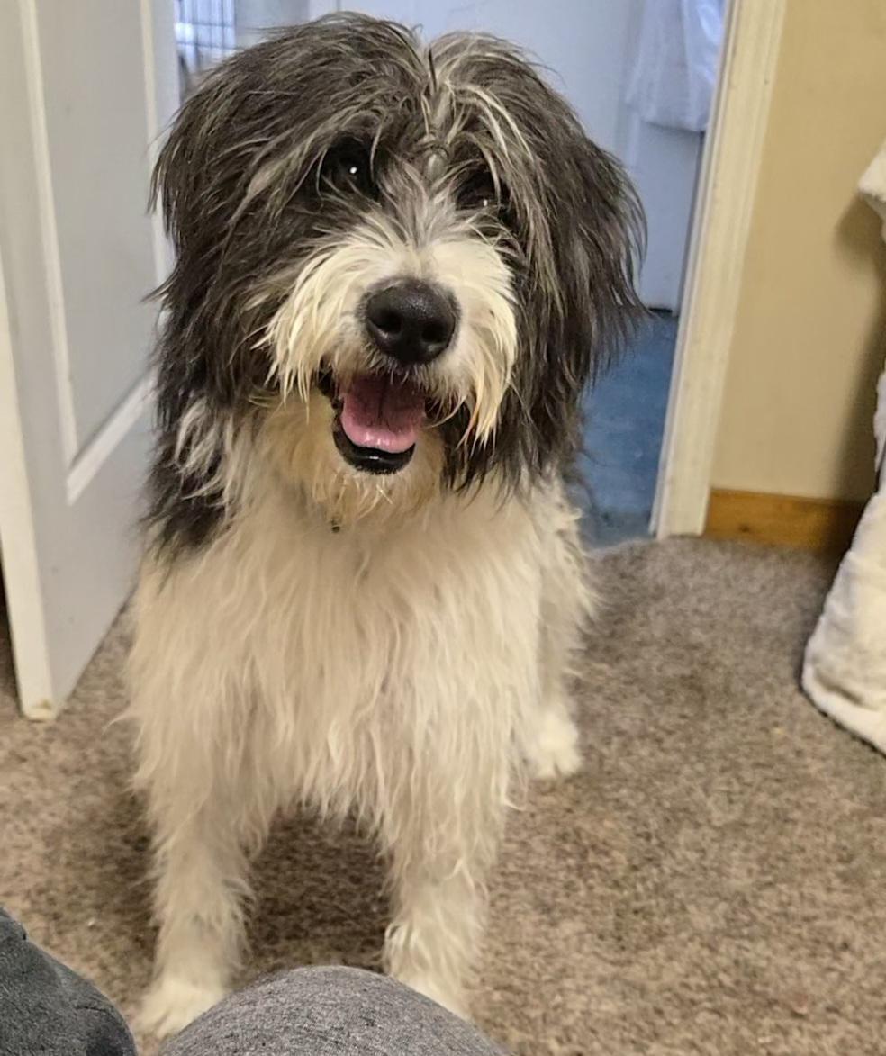 Wednesday , ADOPTABLE, Adult Female Border Collie & Standard Poodle.