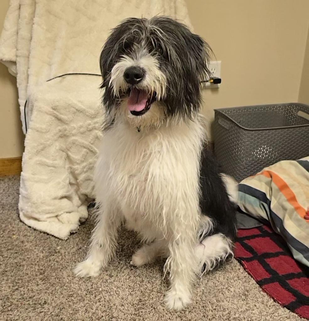 Enlarge Wednesday , a ADOPTABLE mixed breed in LaGrange, IN image 6/6