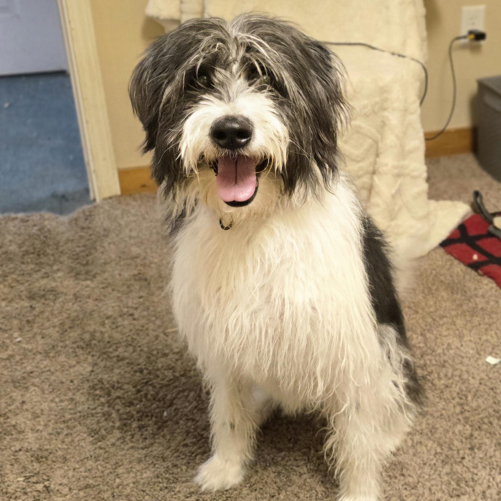 Enlarge Wednesday , a ADOPTABLE mixed breed in LaGrange, IN image 2/6