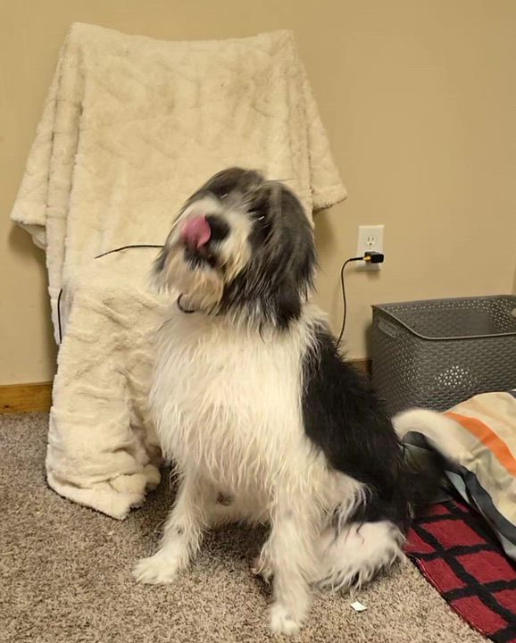 Enlarge Wednesday , a ADOPTABLE mixed breed in LaGrange, IN video 3/6