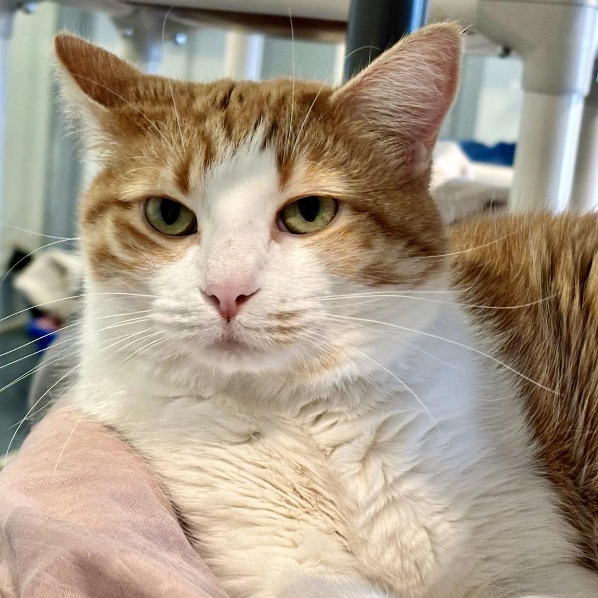 Guera, an adoptable Domestic Short Hair in Palatine, IL image 3/3