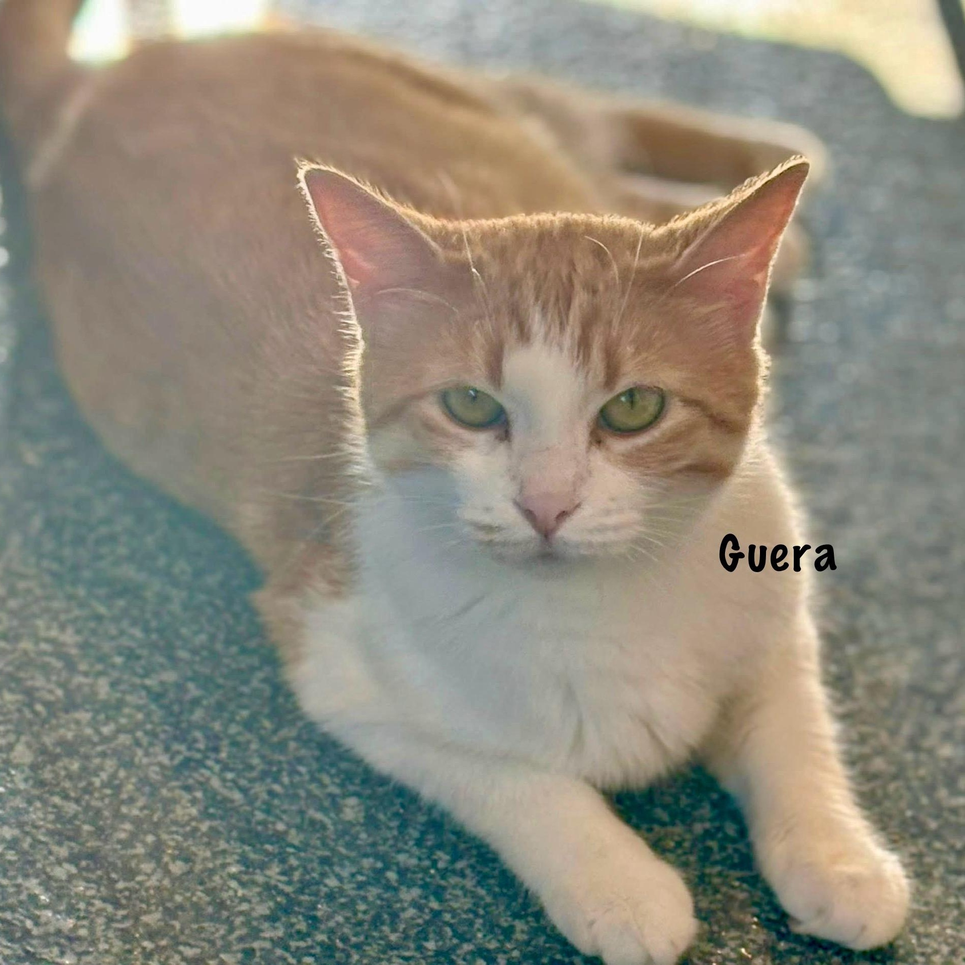 Guera, adoptable, Young Female Domestic Short Hair.