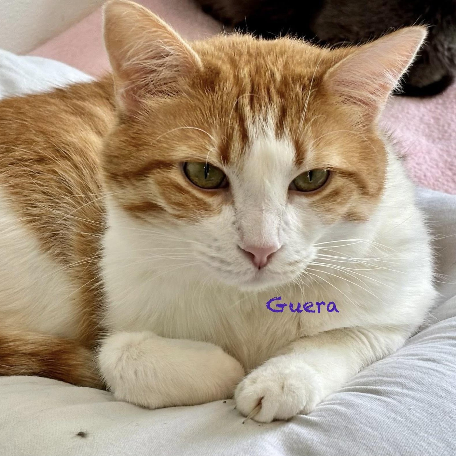 Guera, an adoptable Domestic Short Hair in Palatine, IL image 2/4