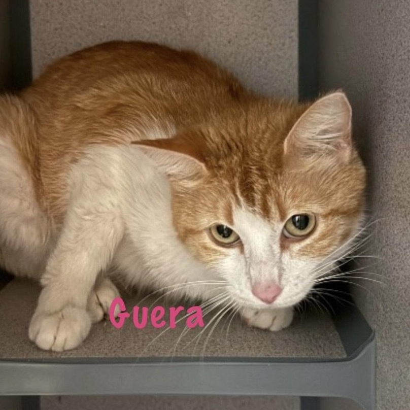 Enlarge Guera, an adoptable Domestic Short Hair in Palatine, IL image 2/2