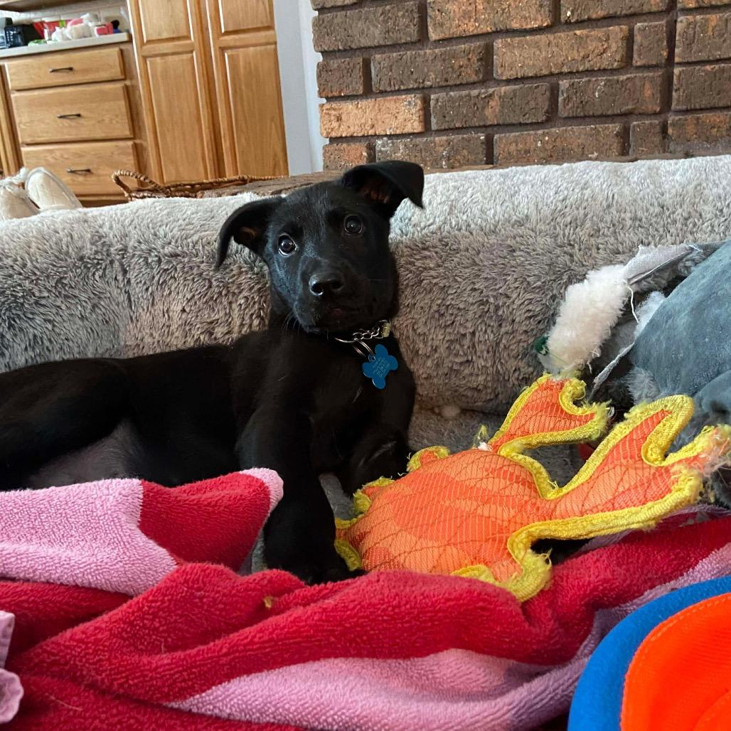 Easton, Adoptable, Puppy Male Great Dane & Mixed Breed.