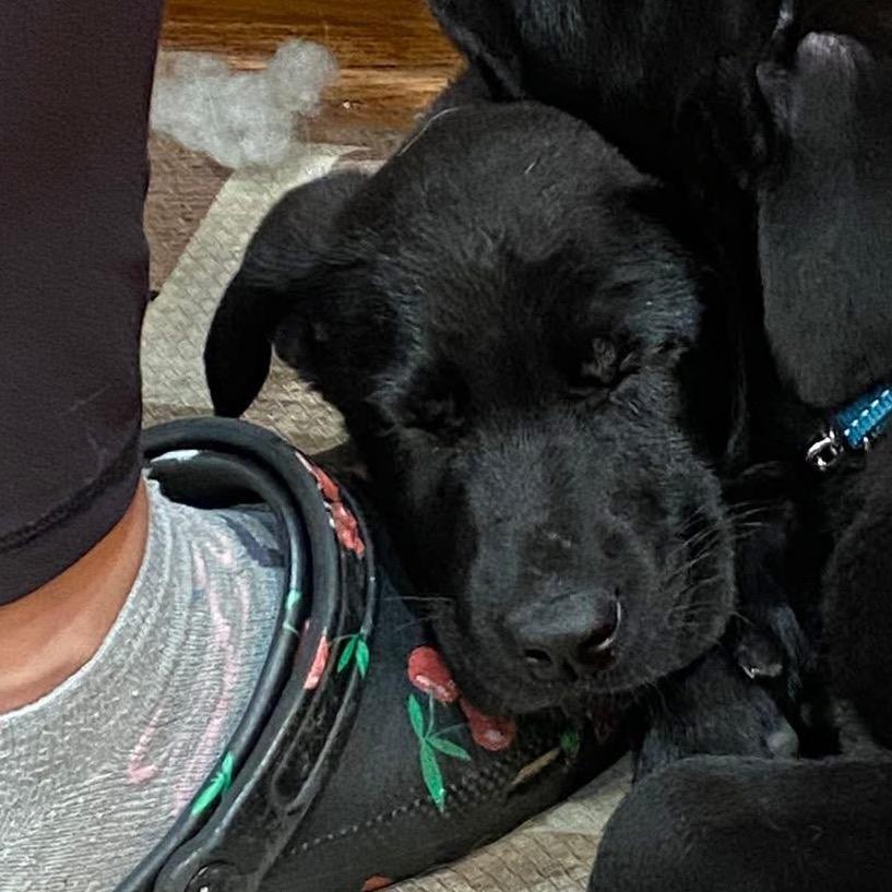 Enlarge Easton, a Adoptable mixed breed in St. Charles, IL image 2/6