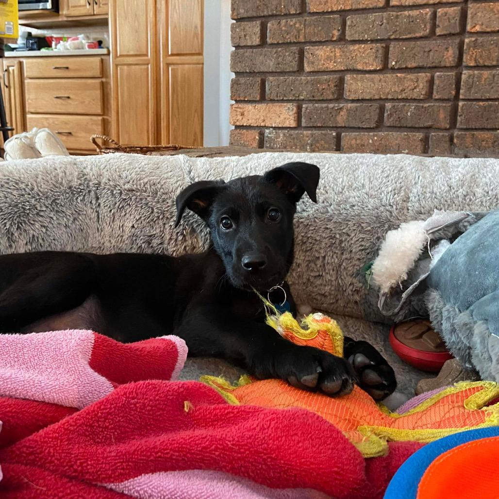 Enlarge Easton, a Adoptable mixed breed in St. Charles, IL image 3/6