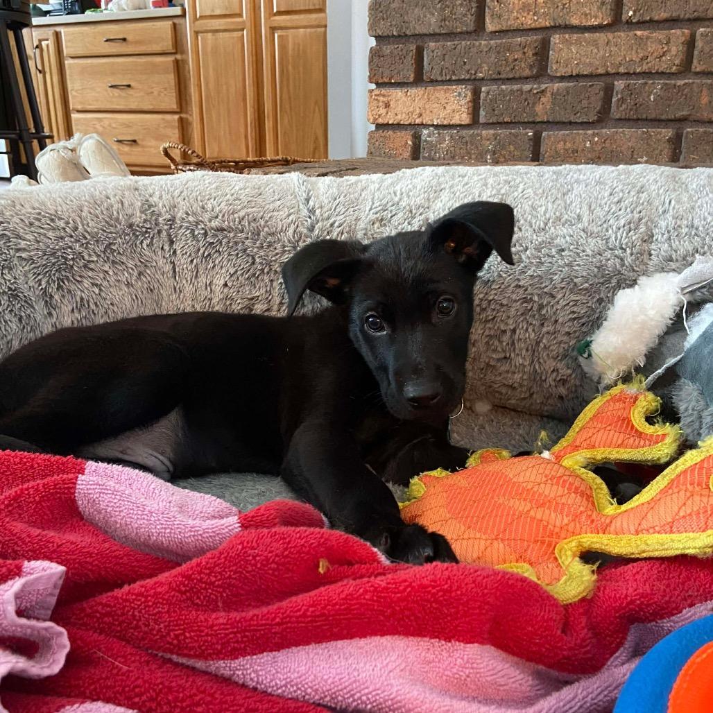 Enlarge Easton, a Adoptable mixed breed in St. Charles, IL image 4/6