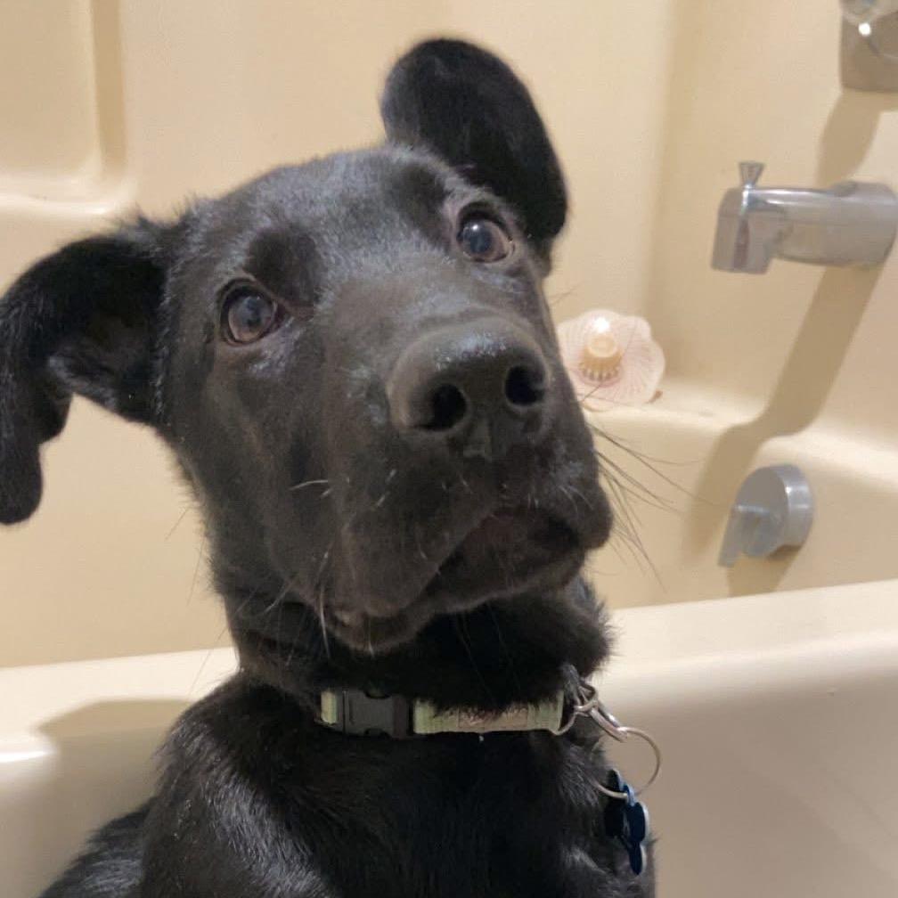 Enlarge Easton, a Adoptable mixed breed in St. Charles, IL image 6/6