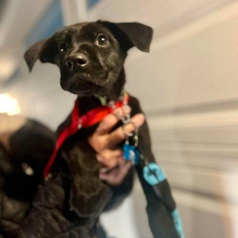 Enlarge Easton, a Adoptable mixed breed in St. Charles, IL image 6/6