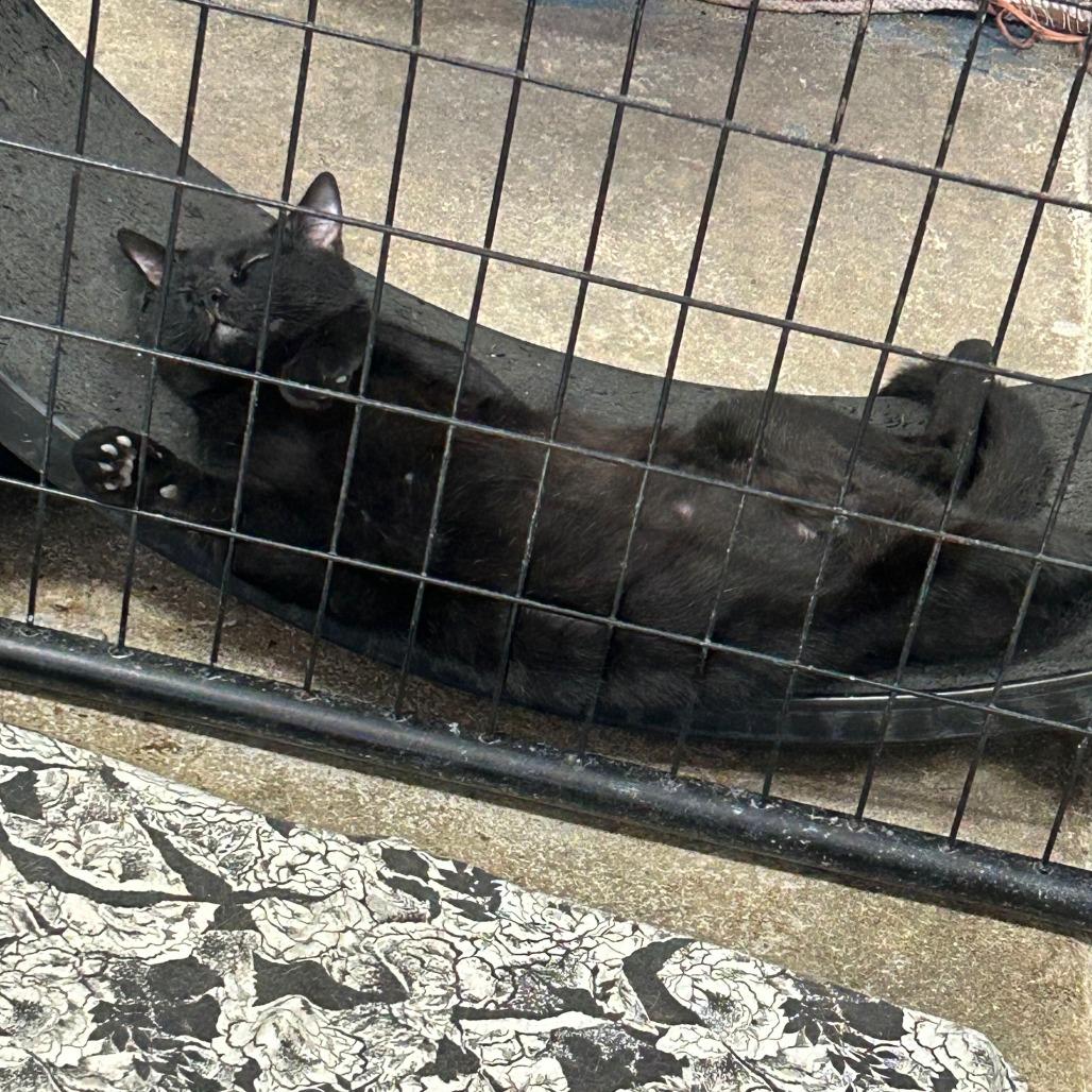 Chip, Adoptable, Young Male Domestic Short Hair.