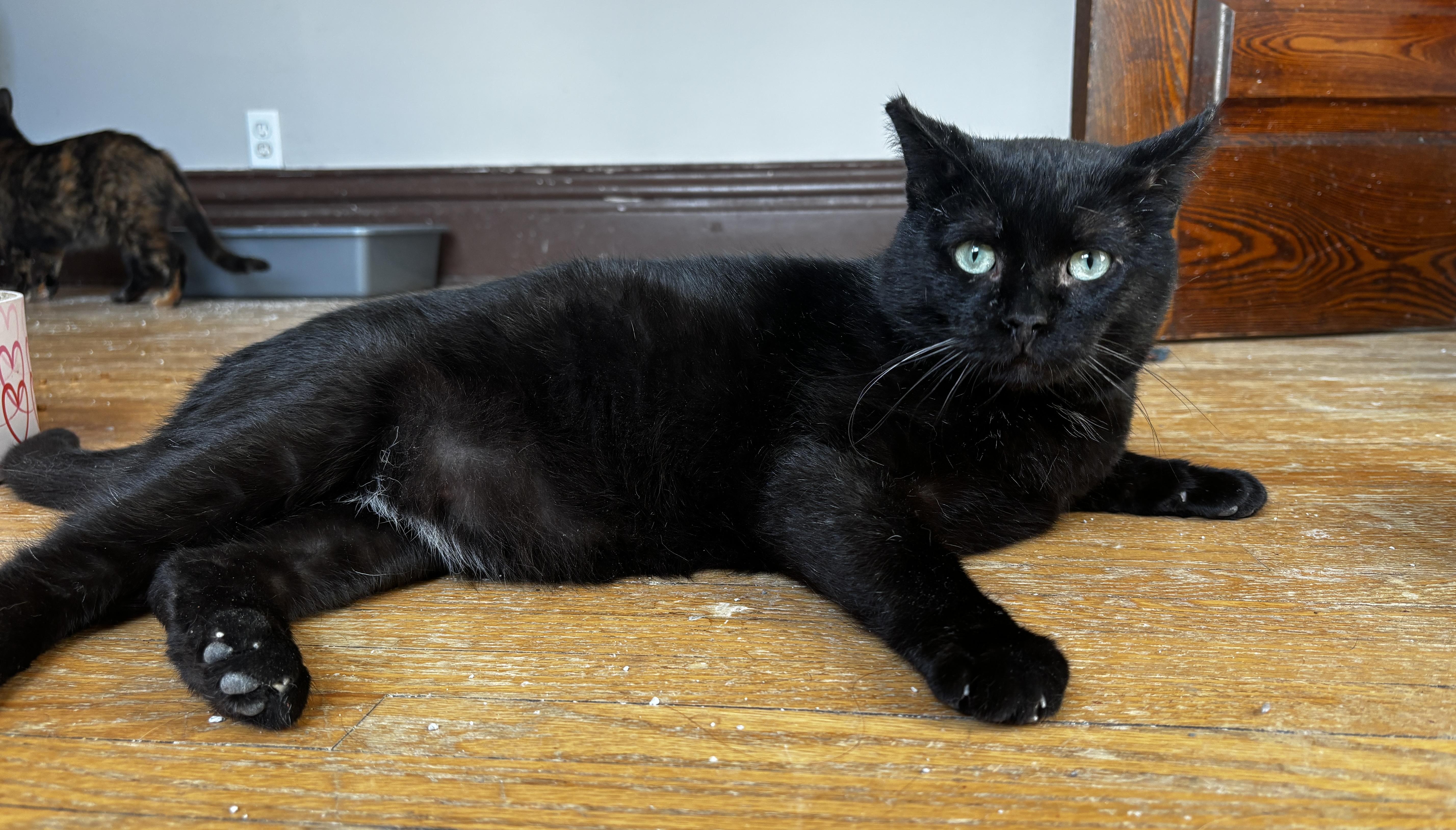 XENO, a Adoptable Domestic Short Hair in Shakespeare, ON image 1/5