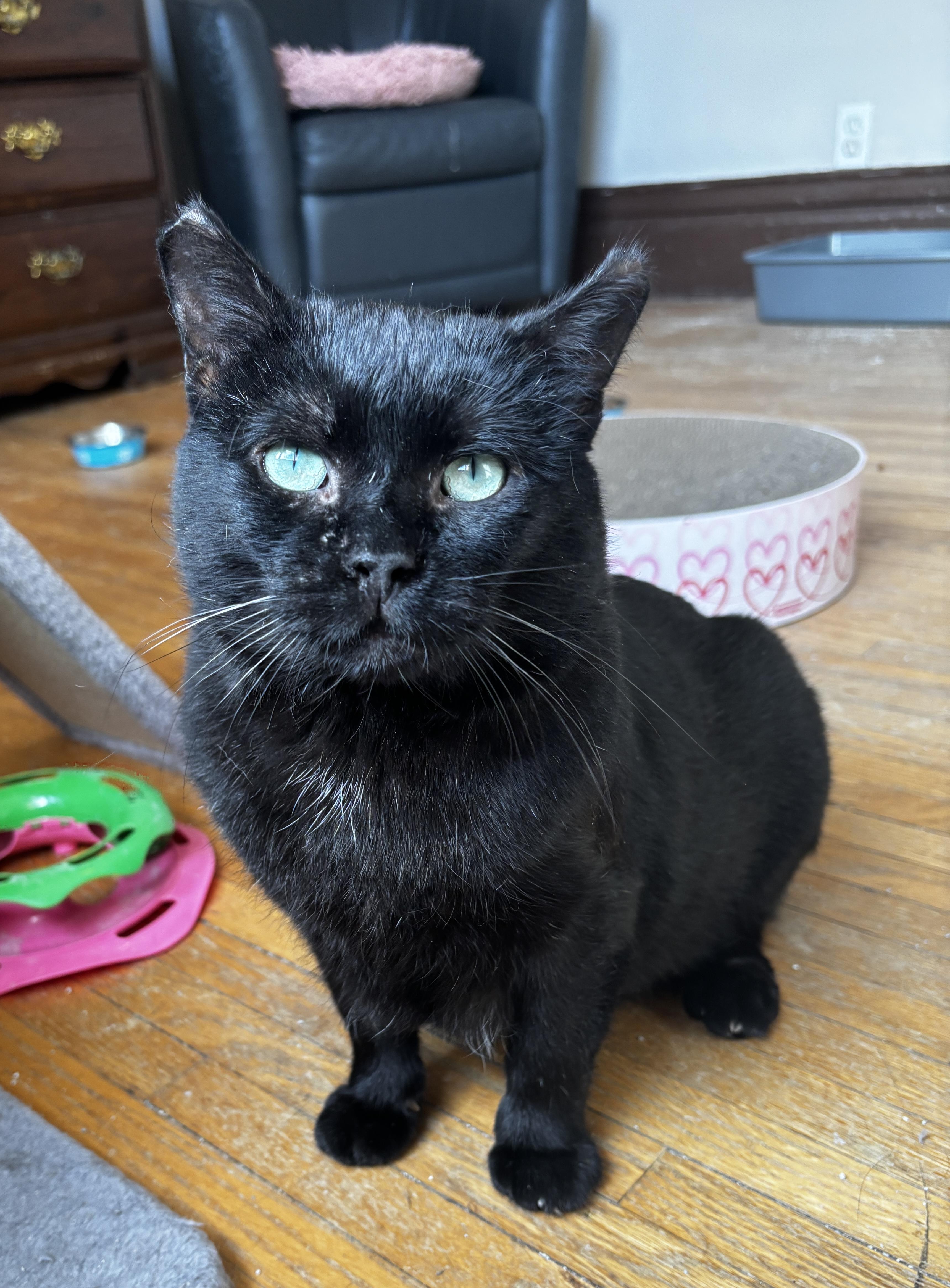 XENO, a Adoptable Domestic Short Hair in Shakespeare, ON image 2/5