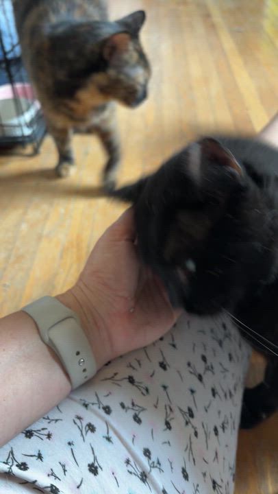 Enlarge XENO, a Adoptable Domestic Short Hair in Shakespeare, ON video 4/5