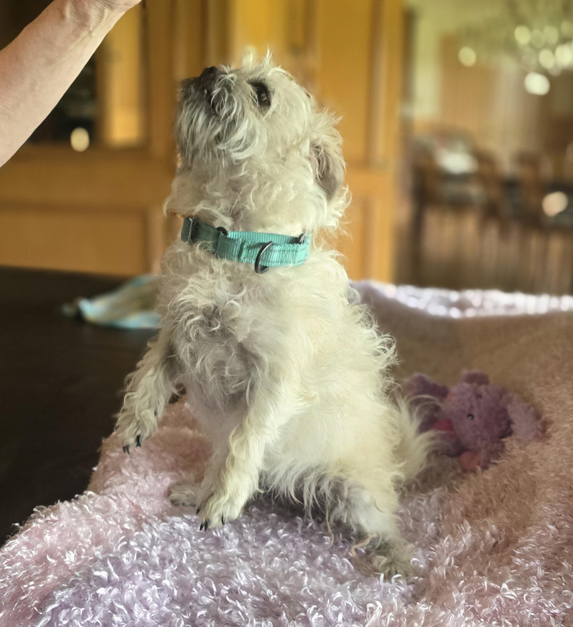 Dumpling, an adopted mixed breed in Redmond, WA image 4/4