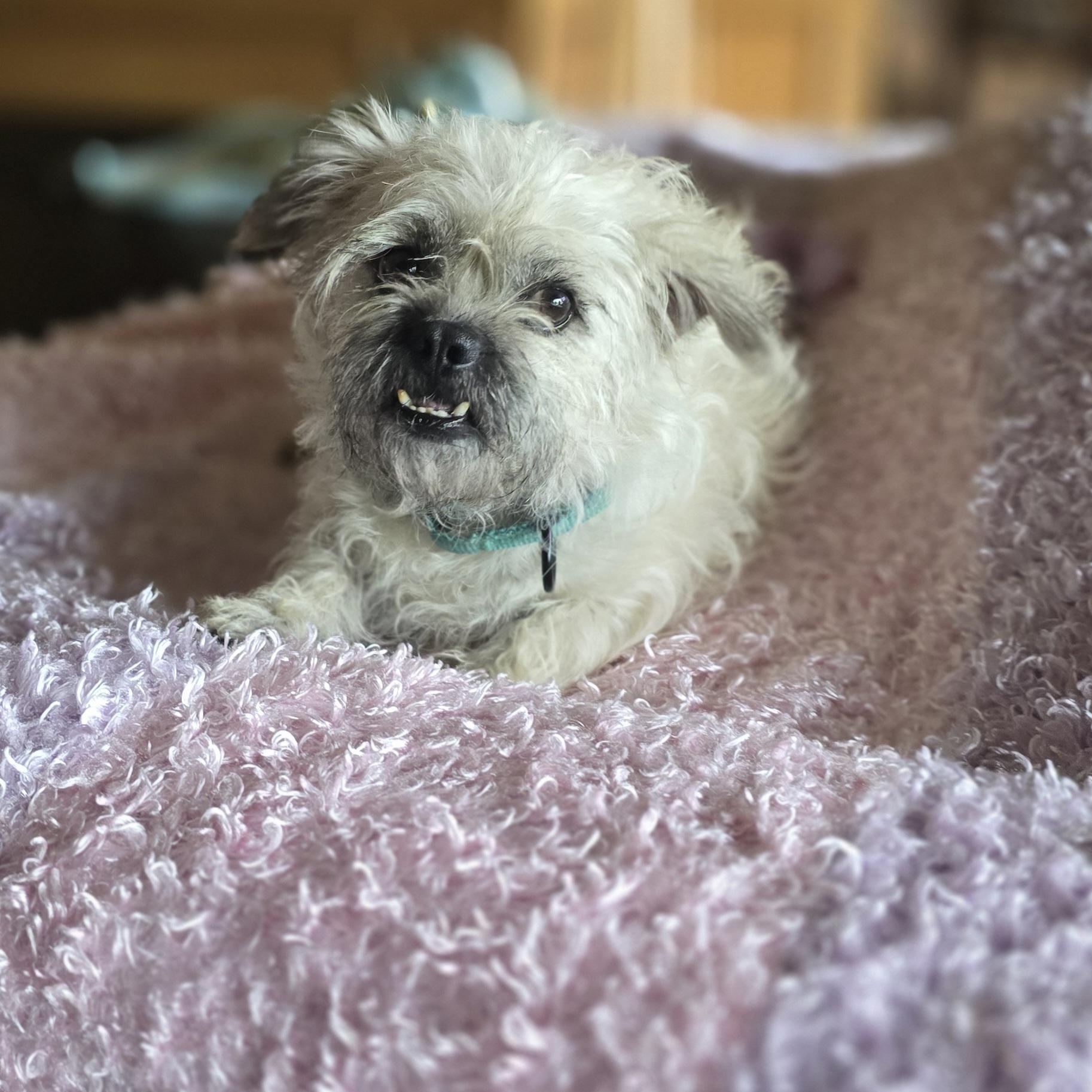 Dumpling, an adopted mixed breed in Redmond, WA image 1/4