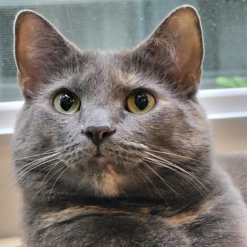 Koshka Rockbridge (seeking foster home)