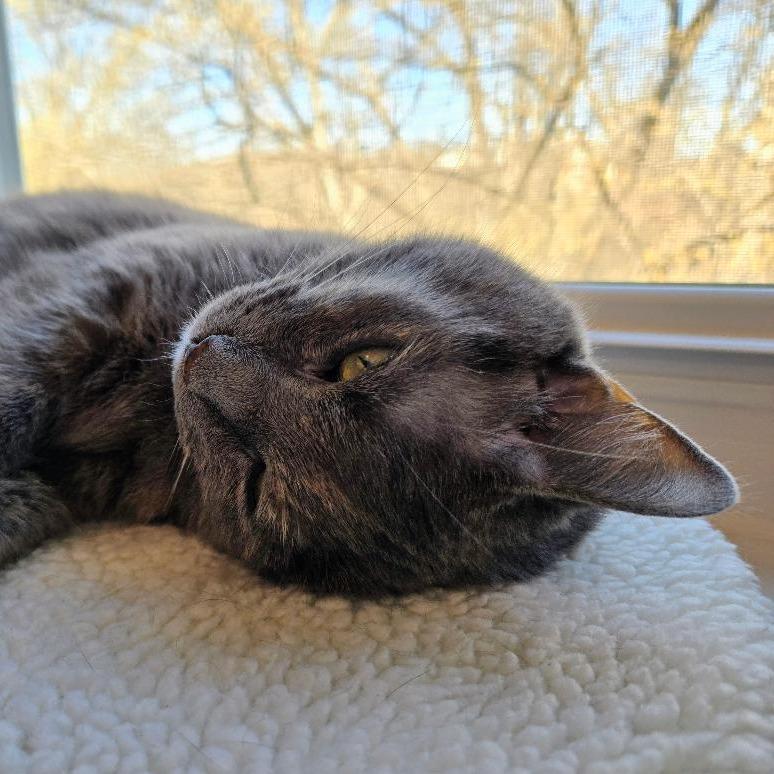 Koshka Rockbridge (seeking foster home) — thumbnail 2