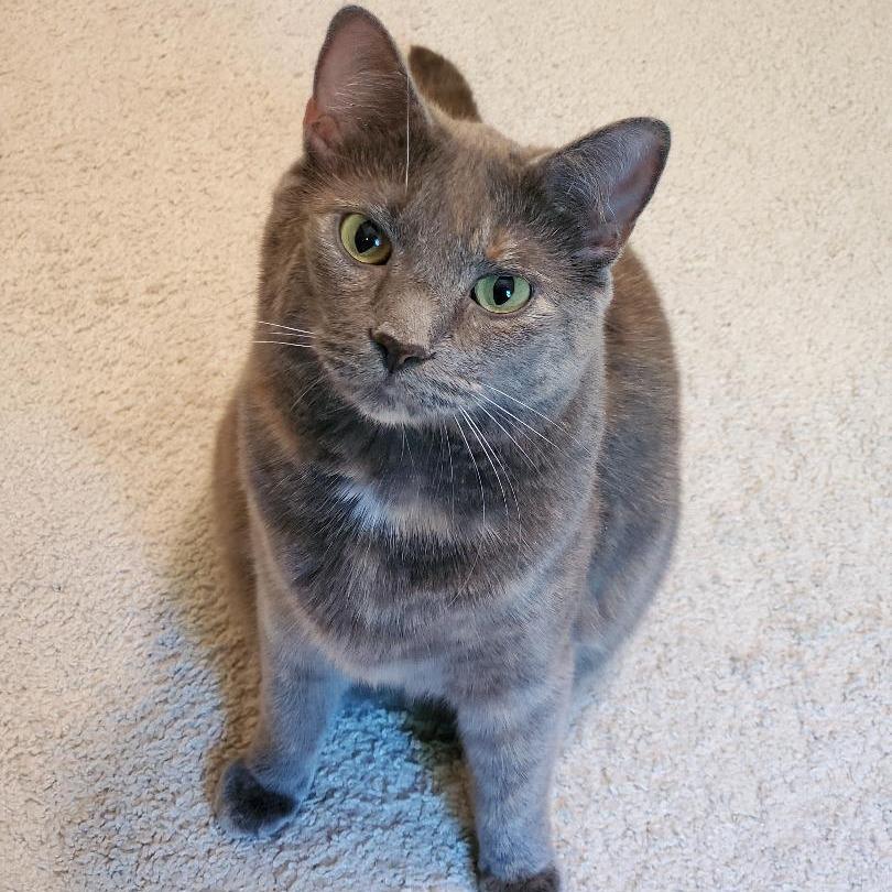 Koshka Rockbridge (seeking foster home) — thumbnail 3