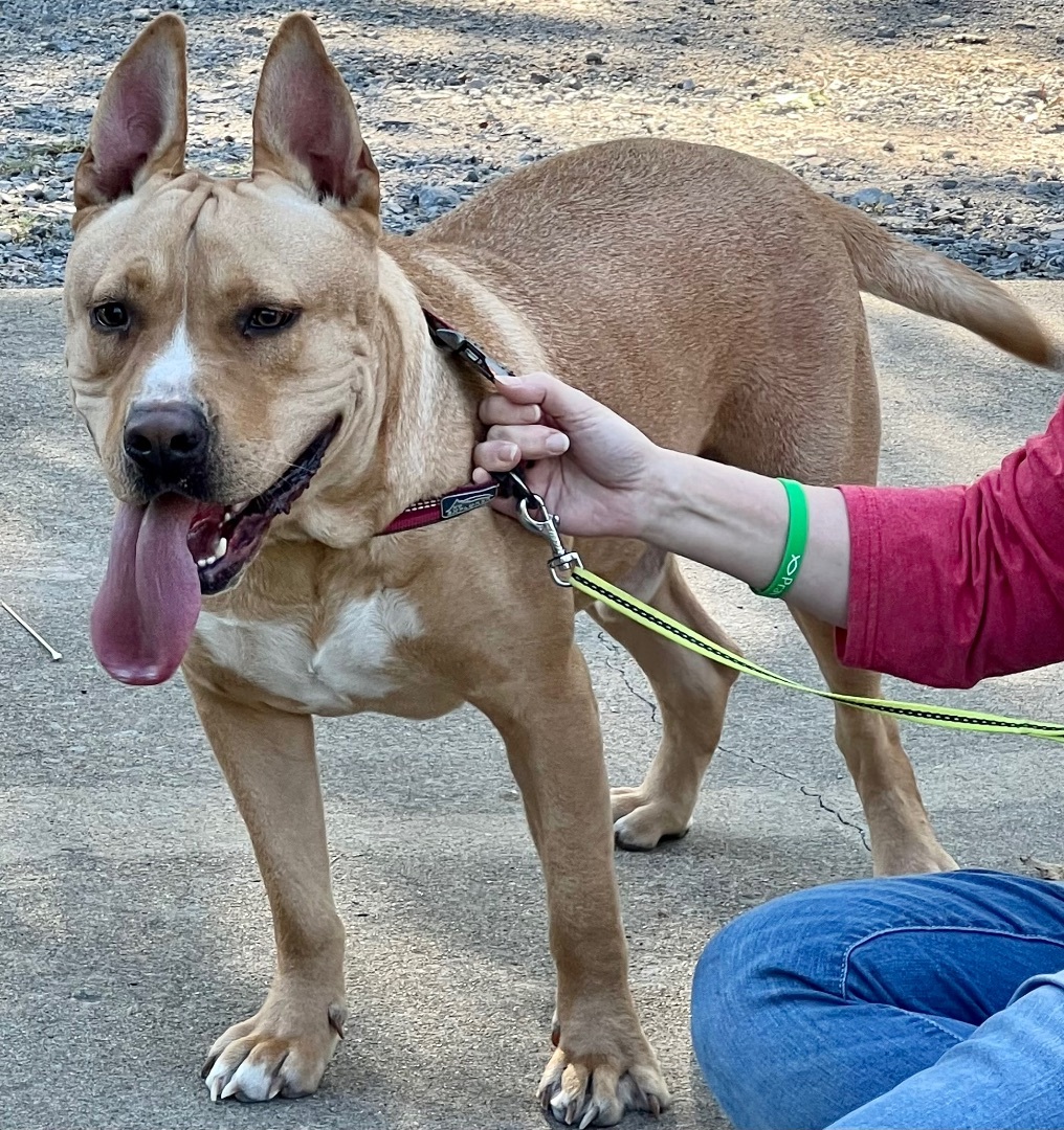 Scooby A, a Adoptable mixed breed in Dyersburg, TN image 3/6