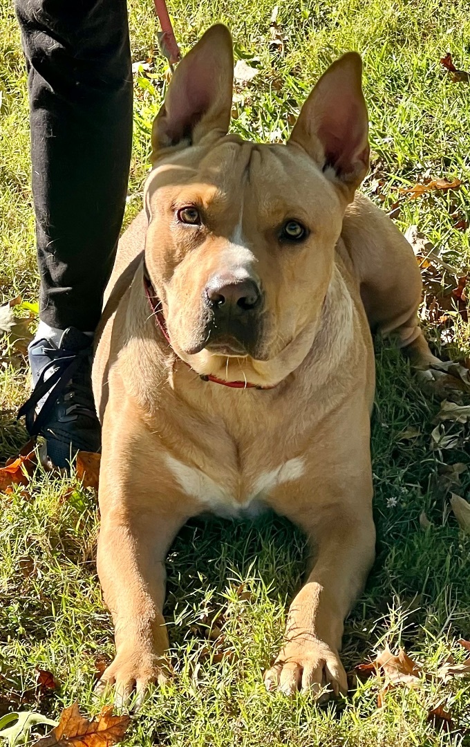 Scooby A, a Adoptable mixed breed in Dyersburg, TN image 2/6