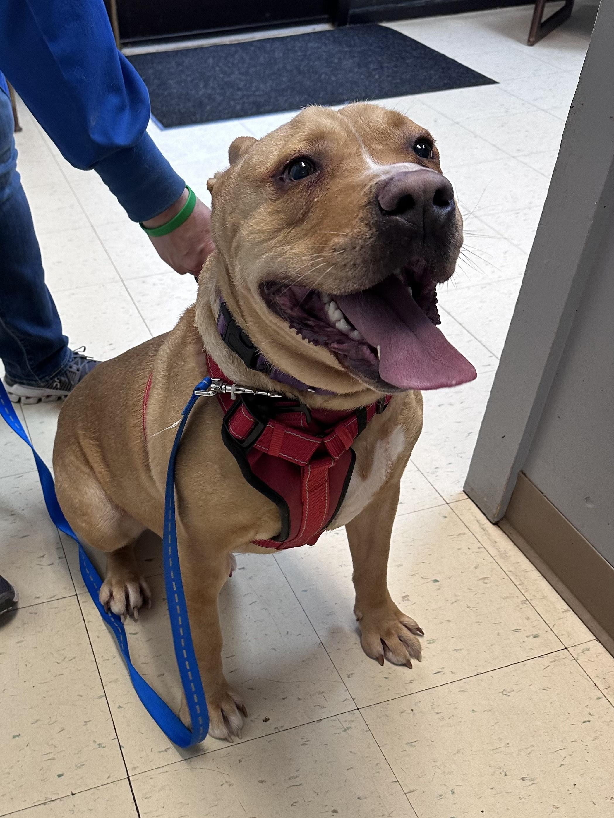 Scooby A, a Adoptable mixed breed in Dyersburg, TN image 5/6