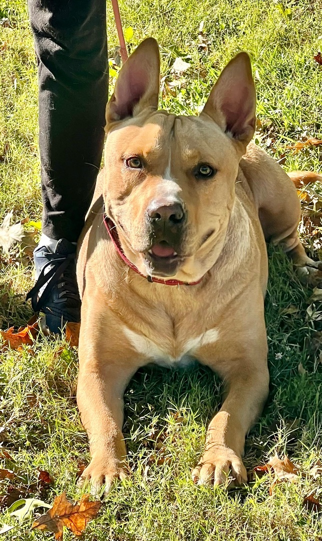 Scooby A, a Adoptable mixed breed in Dyersburg, TN image 4/6