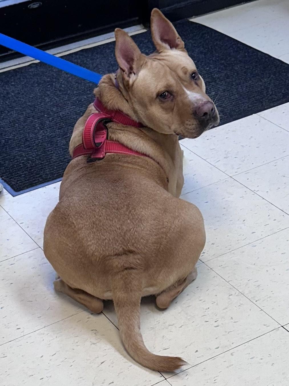 Scooby A, a Adoptable mixed breed in Dyersburg, TN image 6/6